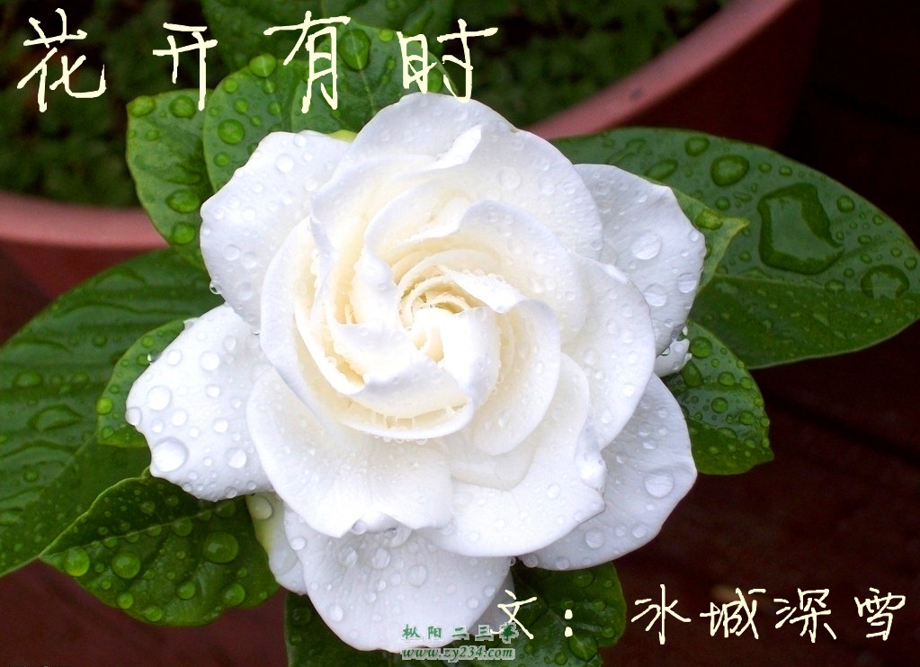 栀子花_副本.jpg