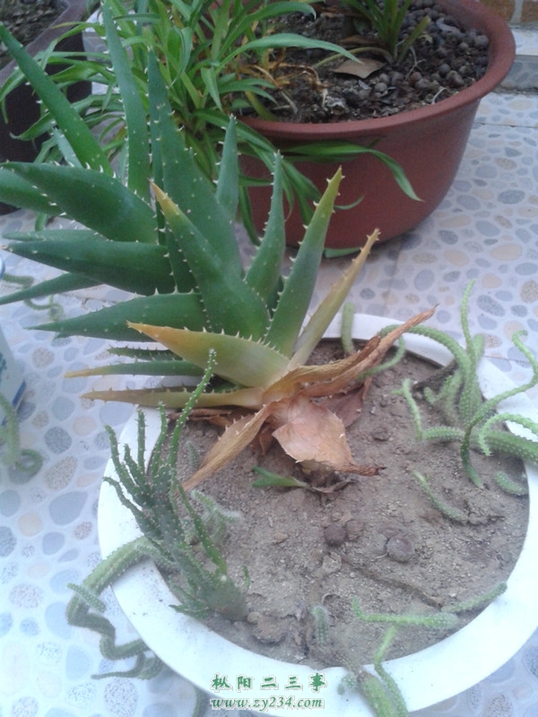 20130824_181617.jpg