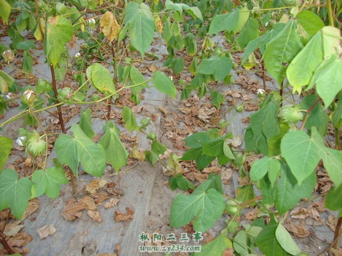 花蕾、叶片脱落满地.jpg