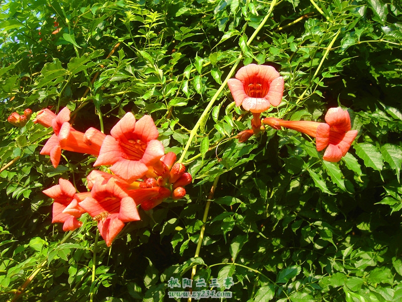 DSC07596_副本_副本.jpg