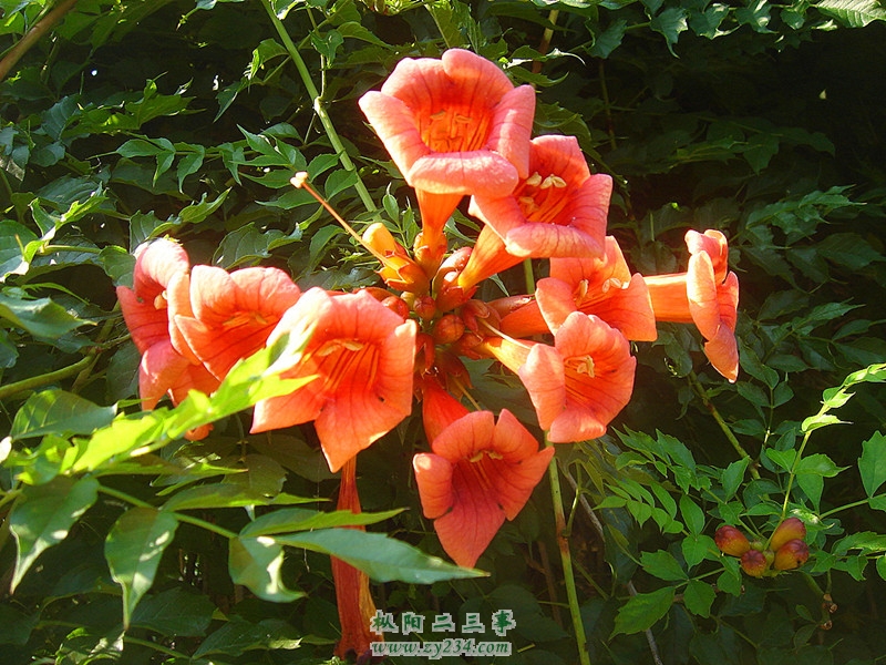 DSC07628_副本_副本.jpg