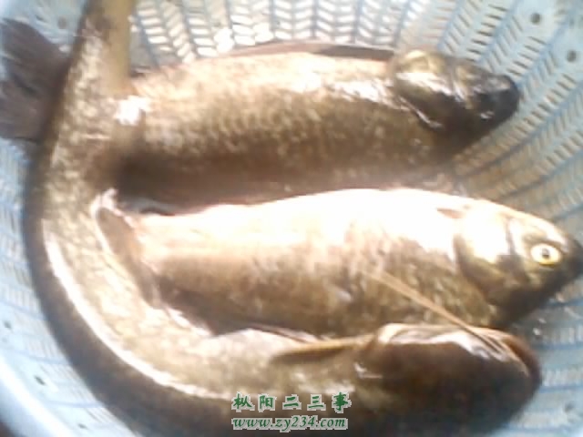 AXDH9Y2B~ZTA5A)T@QOA[EK.jpg