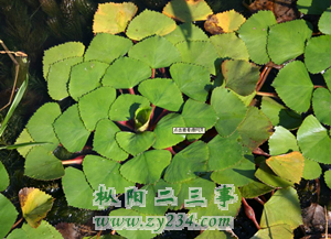 QQ截图20131101102653_副本.png