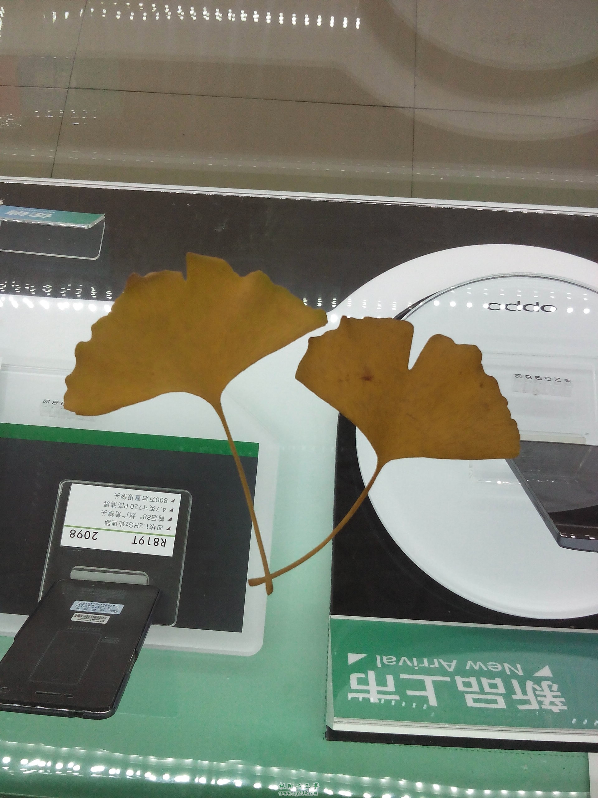 IMG20131209121139.jpg