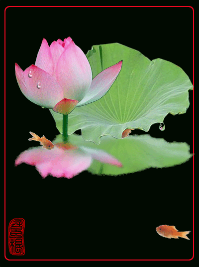 荷下鱼戏.gif