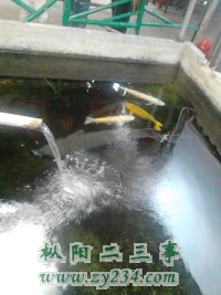 中华鲟.jpg