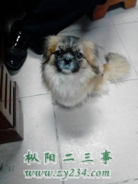 大傻.jpg