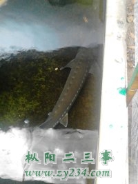 中华鲟2.jpg