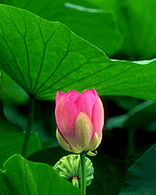 QQ图片20140403000410.gif