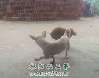 QQ拼音截图未命名.png