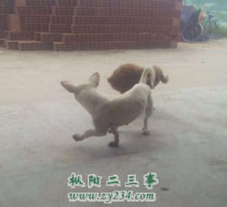 iu555555.png