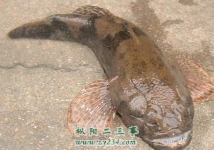 痴不罗.jpg