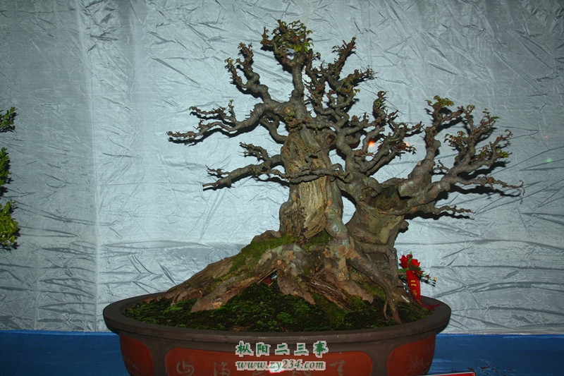 IMG_0446_副本.jpg
