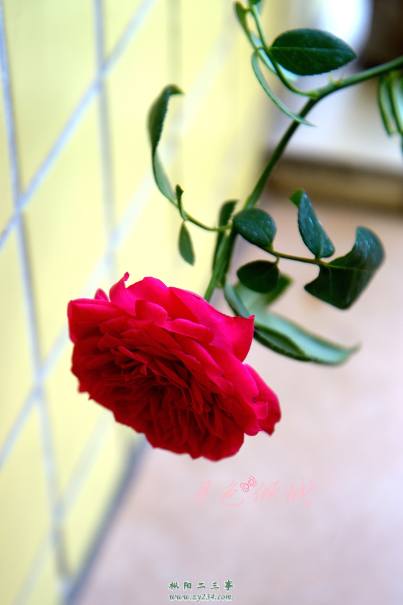 DSC_0613(800.jpg