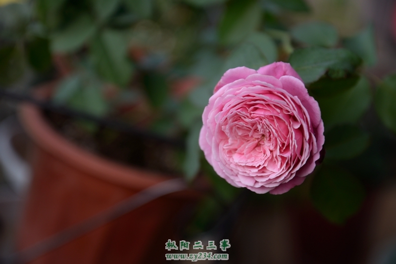 DSC_0447.jpg