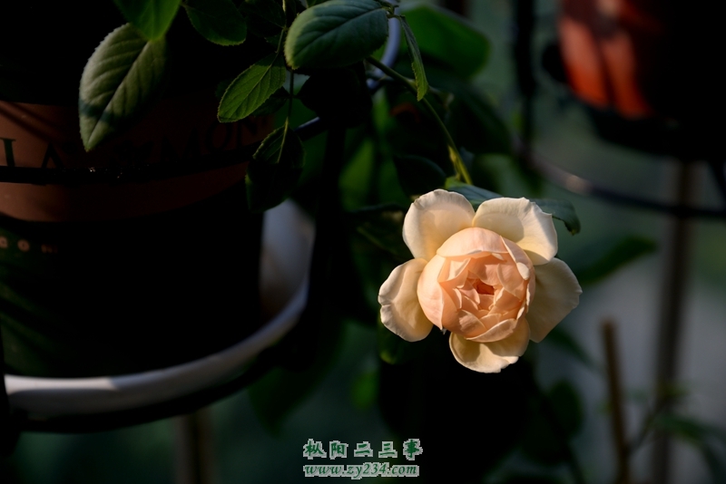 DSC_0565.jpg
