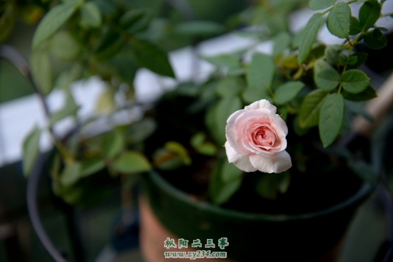 DSC_0453.jpg