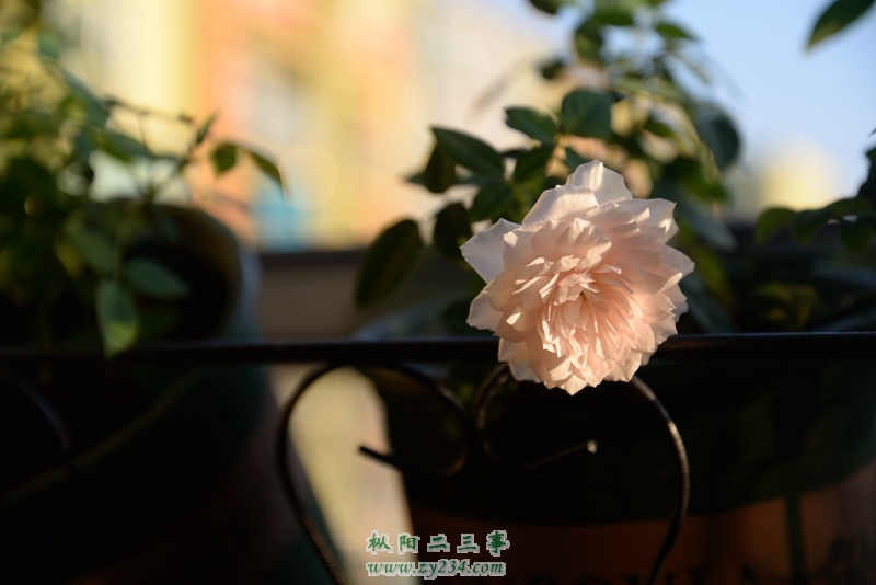 DSC_0435.jpg