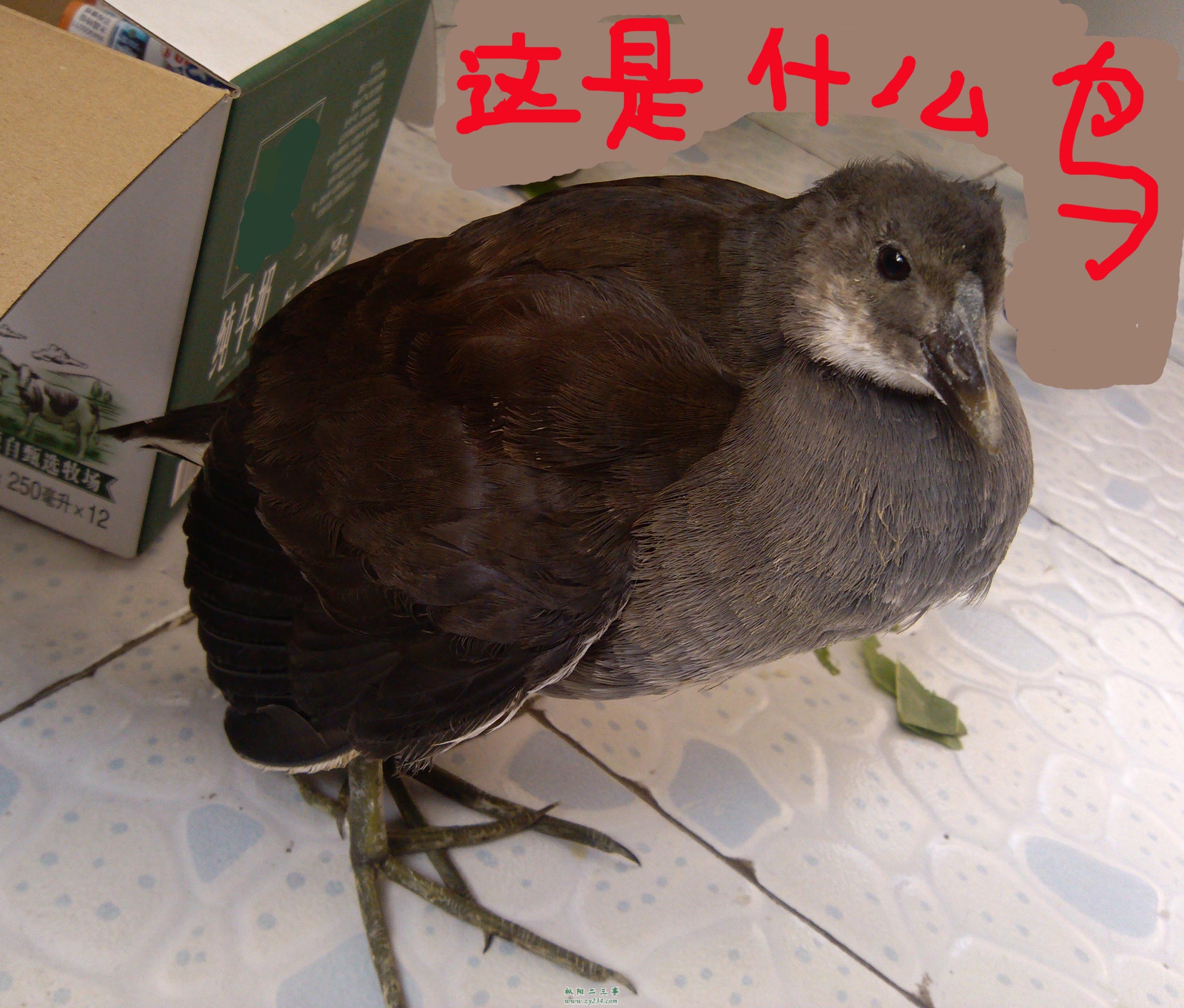 鸟1.jpg