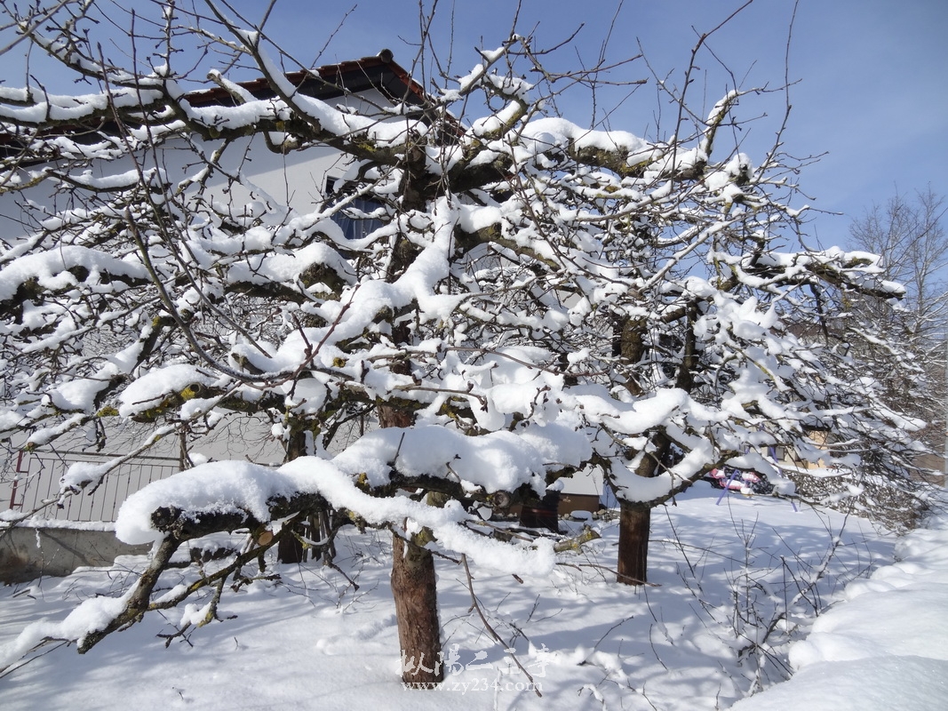 苹果树成雪树