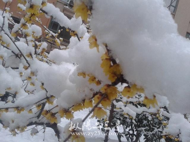 雪与梅.jpg