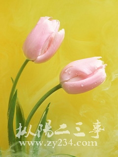 02花卉.JPG