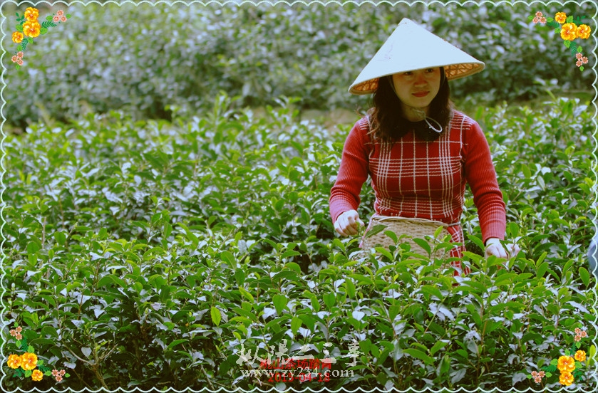 p.桃山茶场2015.4.18 033_副本.jpg
