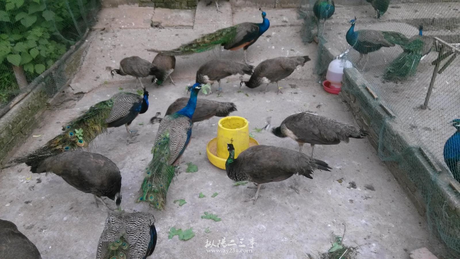 请输入描述