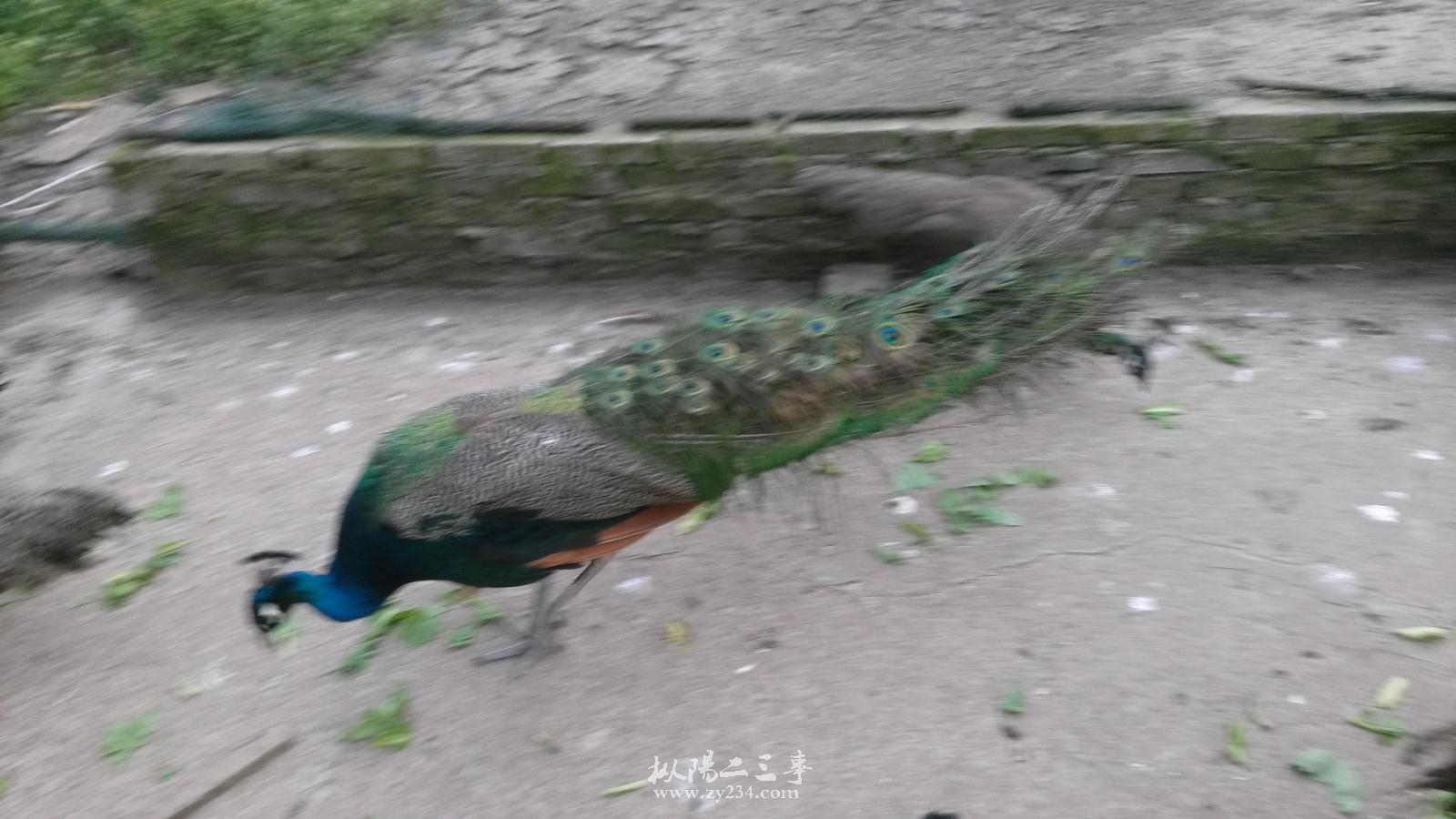 请输入描述
