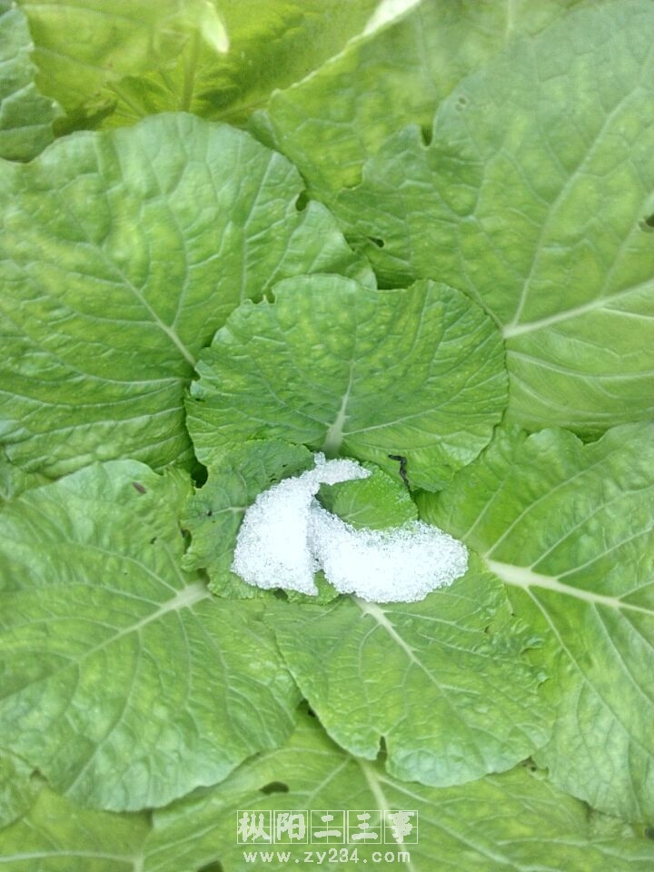 昨夜雪落