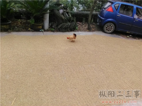 IMG_20151119_101438 - 副本.jpg