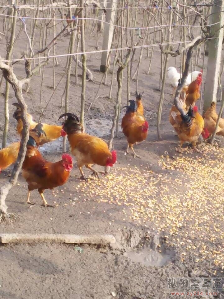 QQ图片20151231082834.jpg